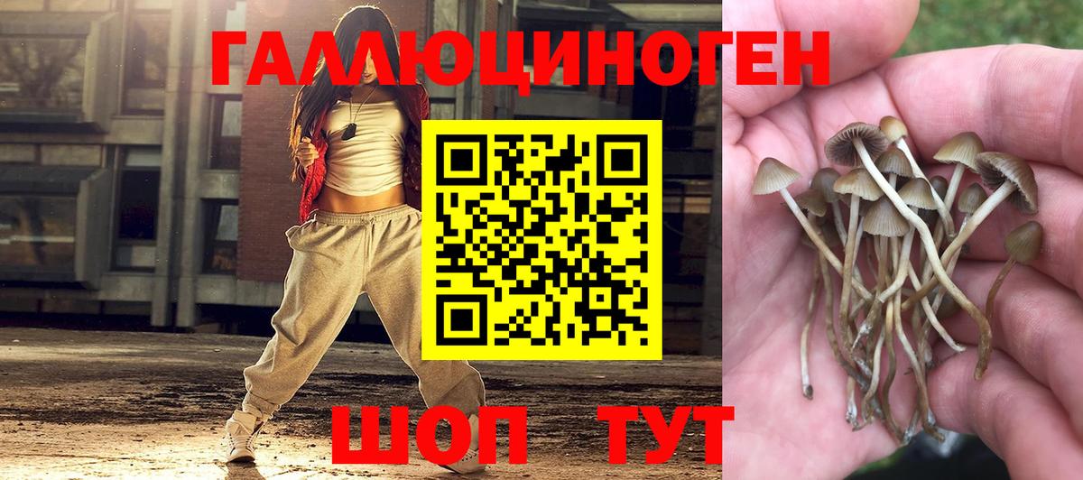 Псилоцибиновые грибы Psilocybine cubensis Тимашёвск